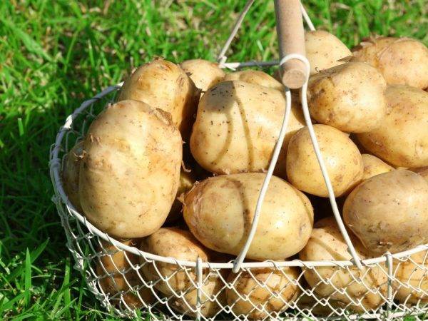 Картофель сорта “тулеевский”: описание и особенности выращивания