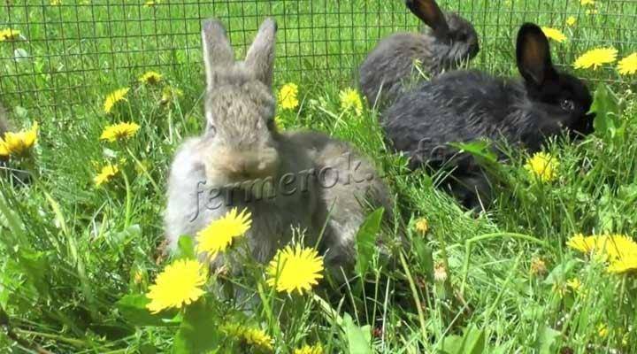 Можно ли давать кроликам пекинскую, белокочанную, цветную и другие виды капусты