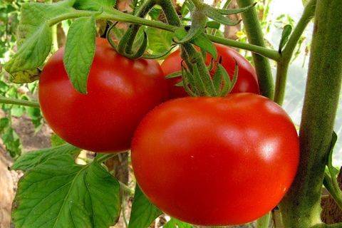 ТОП лучших сортов томатов для Краснодарского края в открытый грунт