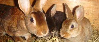 Почему крольчиха съедает крольчат — причины и меры предотвращения
