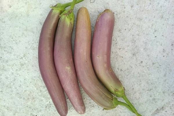 Баклажан длинный фиолетовый — отзывы, характеристика и описание сорта