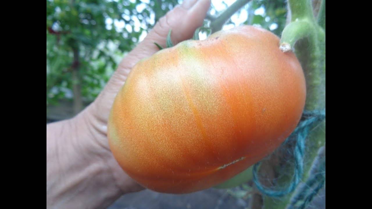 Урожайный и очень выносливый — томат малиновый богатырь: описание сорта и советы по уходу