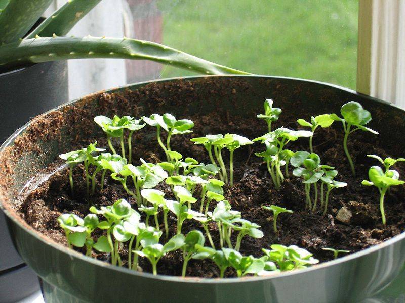 Базилик: выращивание из семян в открытом грунте и на подоконнике