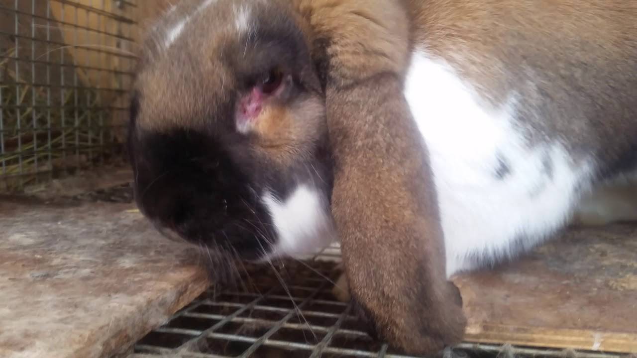 Кролики породы баран: описание, разновидности и условия содержания