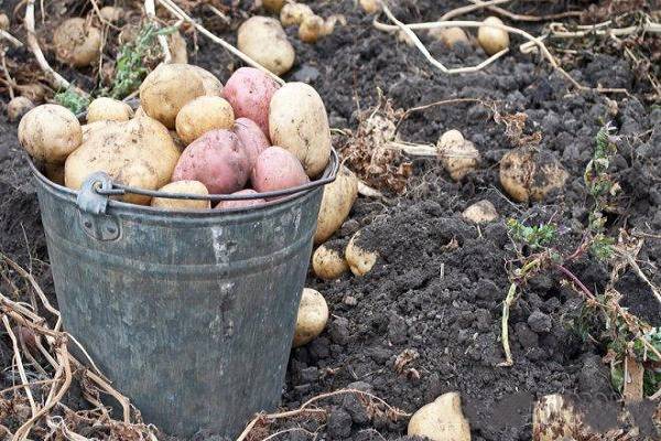 Картофель: от посадки до сбора урожая