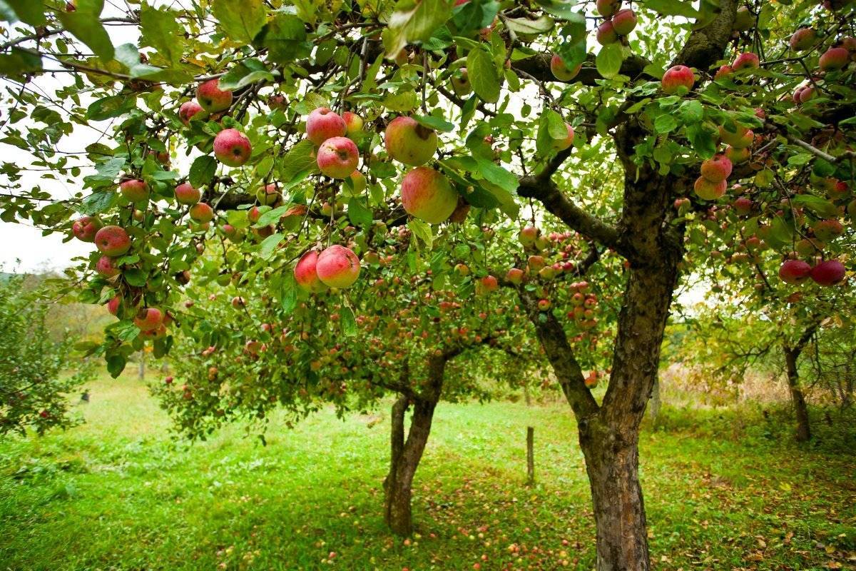 Описание и характеристики яблони сорта Орлинка, посадка, выращивание и уход
