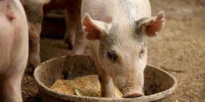 Сколько живет свинья: что влияет на продолжительно жизни животного, каким должен быть уход за животным