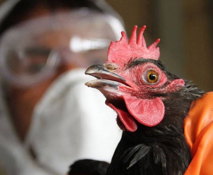 Птичий грипп: симптомы у кур