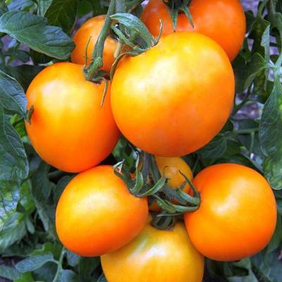Сорт томата «тайфун» f1: характеристика и описание помидоров, урожайность, плюсы и минусы сорта