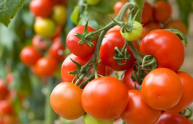 Как вырастить томат бетта