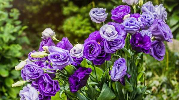 Эустома: требовательная французская роза обязательно отблагодарит за уход нежными цветками