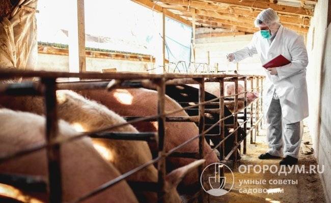 Лечение свиней: особенности ухода, профилактика, вакцинация и правила содержания (100 фото)