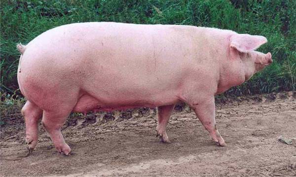 Свиньи породы пьетрен: характеристика и особенности выращивания