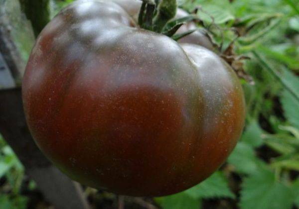 Никого не оставит равнодушным помидор, который выглядит как лимон: томат «чудо света» и методика его выращивания