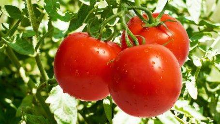 Томаты: выращивание, сорта, рецепты