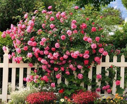 Все о розе флорибунда: как выглядит на фото, сорта, размножение и условия содержания