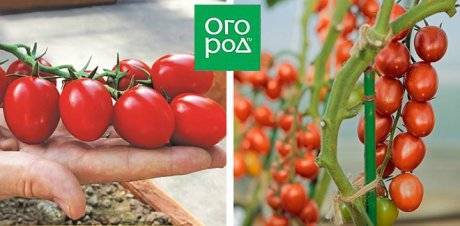 Характеристика и описание сорта томата Черри Клубничный, его урожайность