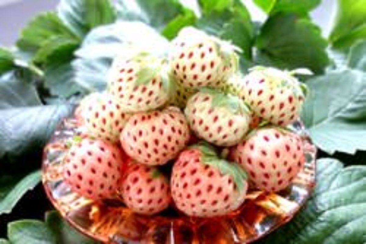 Особенности выращивания ароматной ягоды — земляники садовой