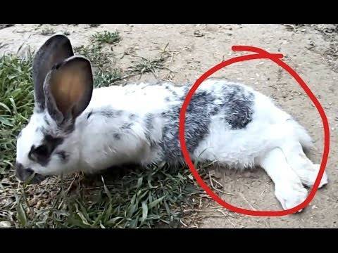 Лечение паралича у кролей
