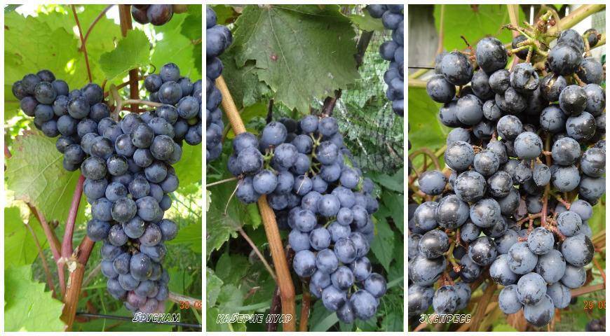 Виноград гарольд — ранний и устойчивый