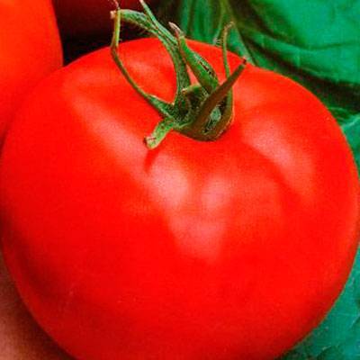Крупноплодный сорт с приятным вкусом — томат «акулина» и поэтапное руководство по его выращиванию