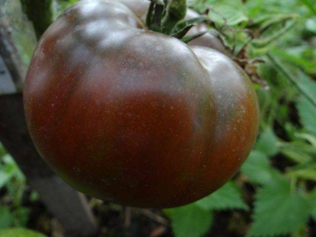 Томат «сладкое чудо»: крупные плоды с ярко-выраженным вкусом