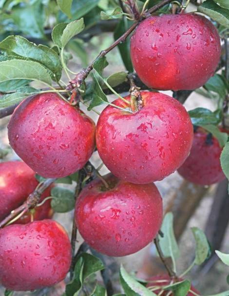 Описание сорта колоновидной яблони Фаворит, достоинства и недостатки