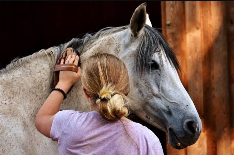 Грива лошади — зачем нужна, как ухаживать (помыть, почистить, подстричь, заплести)