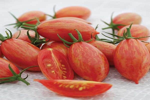 Описание сорта томата хуго, его характеристика и урожайность