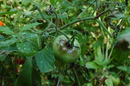 Методы лечения столбура томатов