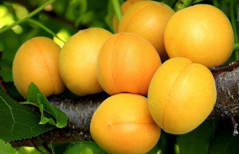 Характеристика сорта абрикосов Медовый, описание урожайности, посадки и ухода