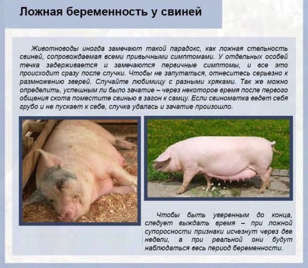 Как узнать, сколько весит свинья?