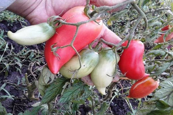 Описание сорта томата Корейский длинноплодный, его характеристика и урожайность