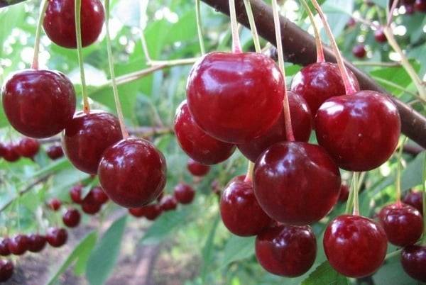 Характеристики сорта вишни саратовской селекции расплетка, преимущества и недостатки