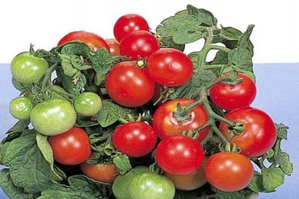 Описание сорта томата Ред Робин, особенности выращивания и ухода