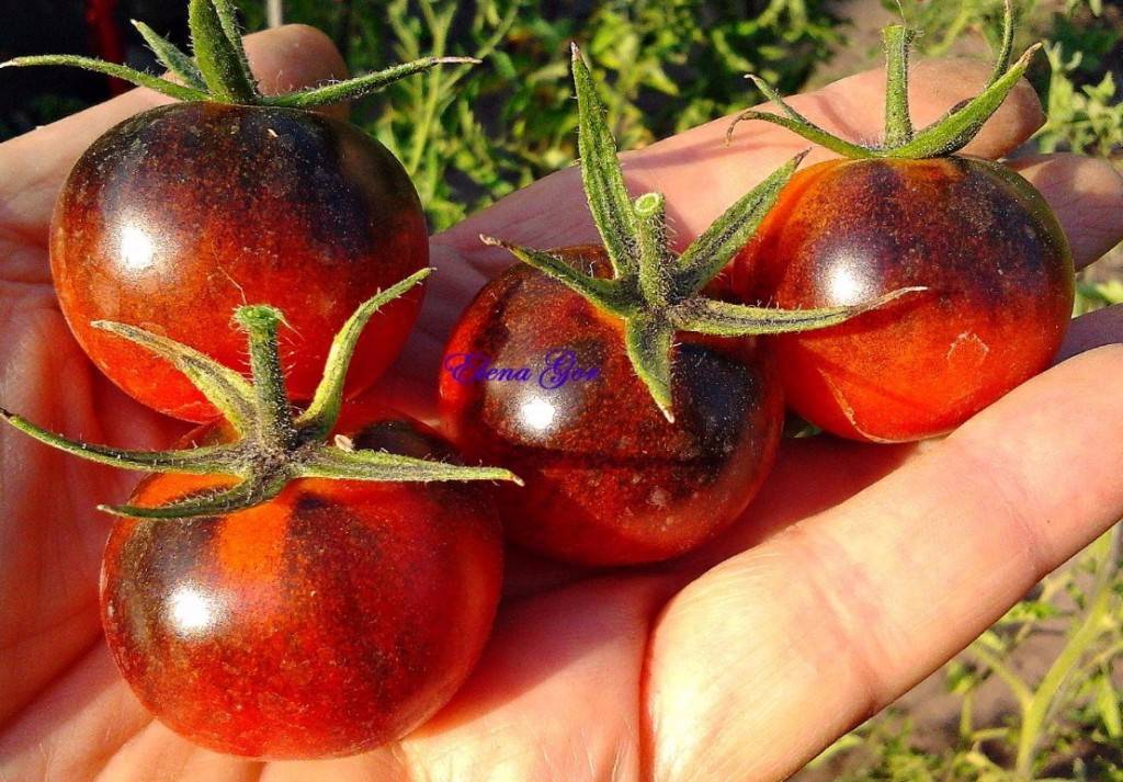 Дюймовочка — красивый и вкусный томат черри