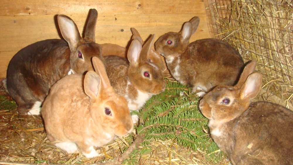 Можно ли кормить кроликов сырым картофелем?