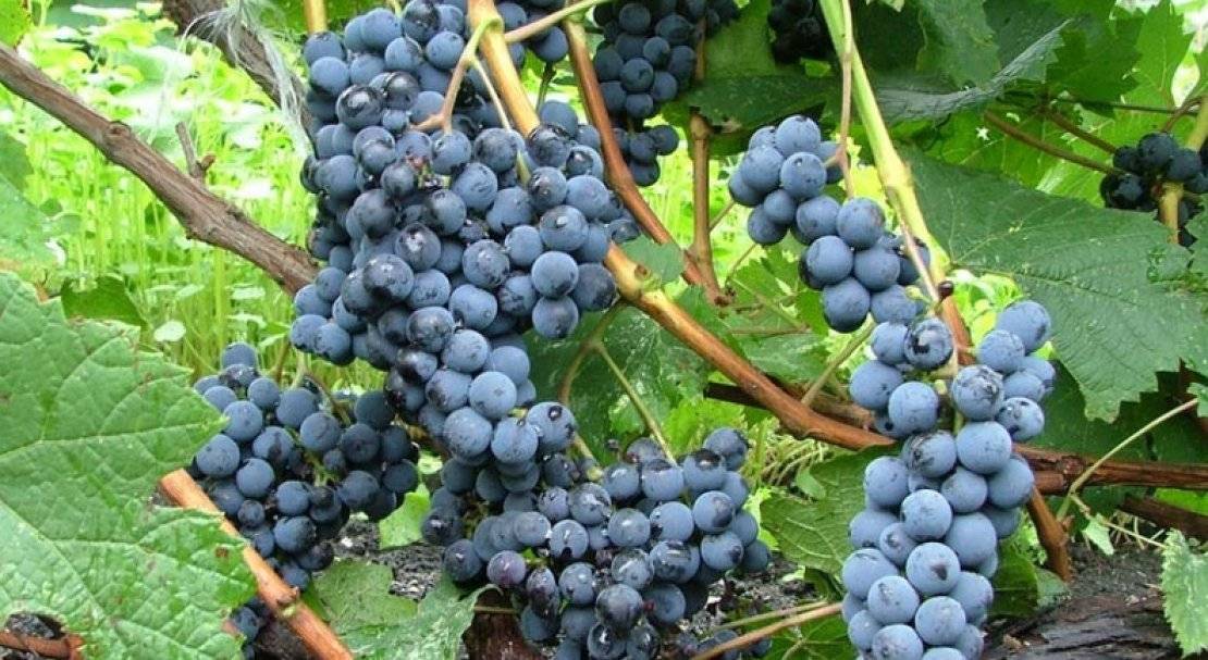 Виноград таежный сорта описание