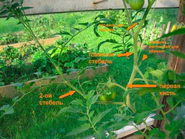Как правильно формировать томаты в теплице и открытом грунте