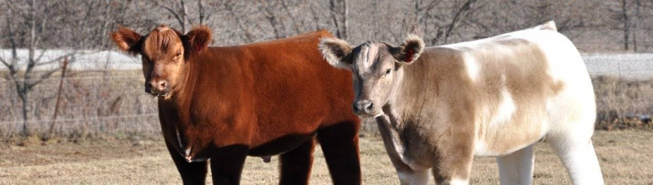 Описание и характеристики комолых коров, топ-5 пород и их содержание