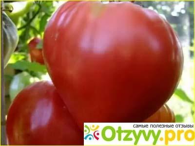 Помидоры для ленивых: ленивый способ выращивания помидор опробованный годами с видео