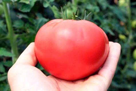 Характеристика и описание сорта томата пинк уникум, его урожайность