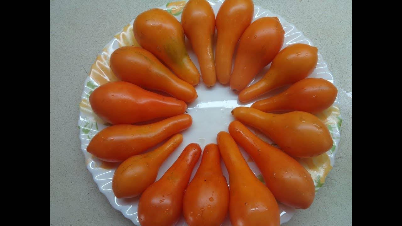 Сорт лампочка томат