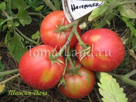 Характеристика томатов сорта королевич