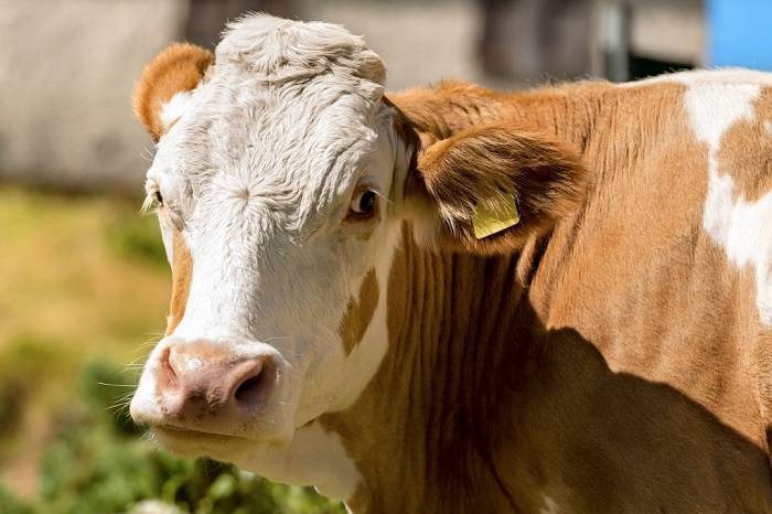 Калмыцкая порода коров и ее характеристика