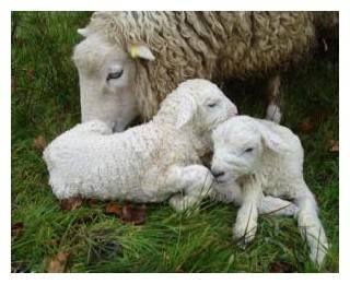 Как происходит случка у овец: подготовка и тонкости процесса спаривания
