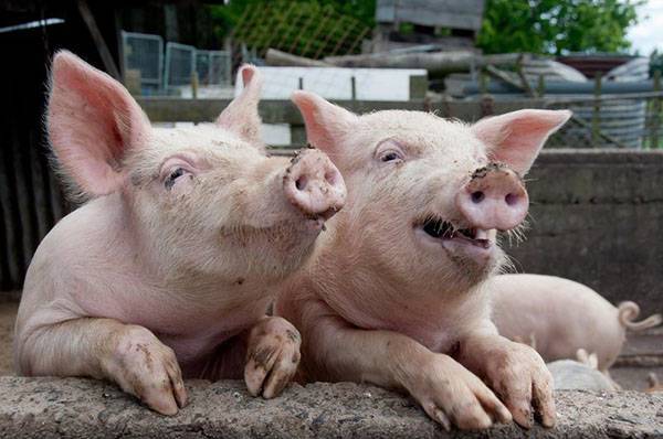 Чесотка у свиней — симптомы, лечение, народные средства