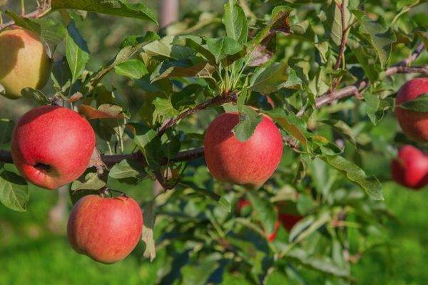 Сорт яблони июльское черненко – описание, фото