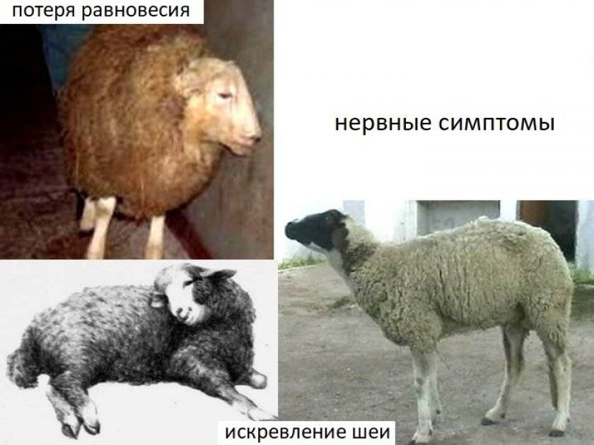 Заболевания овец