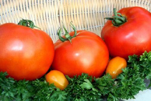 Специально для краснодарского края: лучшие томаты для южного региона